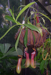 Nepenthes petiolata