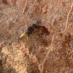 Philanthus triangulum