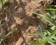 Philanthus triangulum