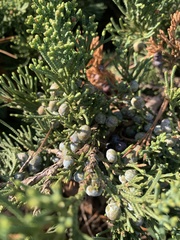 Juniperus