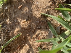 Philanthus triangulum