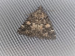 Lophothorax eremnopis