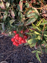 Nandina domestica