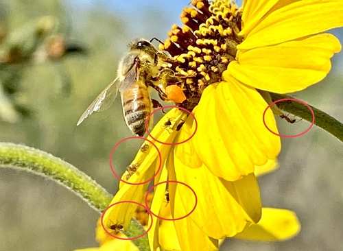 iNaturalist observation photo of Argentine Ant