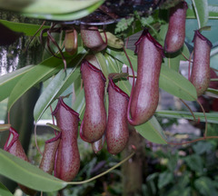 Nepenthes alata × ventricosa