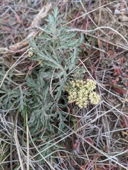 Lomatium nevadense