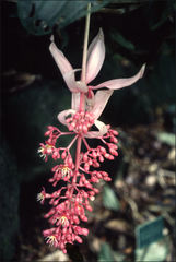 Medinilla magnifica