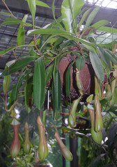 Nepenthes alata