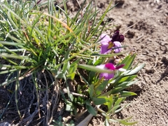 Viola trinervata