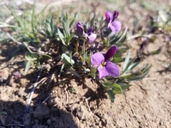 Viola trinervata