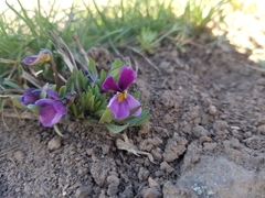 Viola trinervata