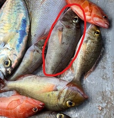 Lethrinus rubrioperculatus