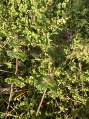 Lamium amplexicaule