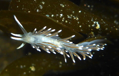 Cuthonella cocoachroma