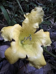 Schultesianthus coriaceus