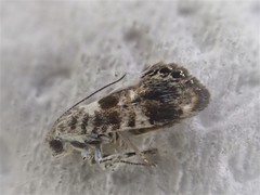 Hypertrophinae