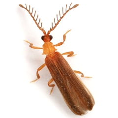 Leptoceletes pallidus