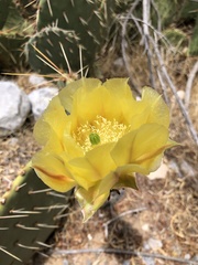 Opuntia chlorotica