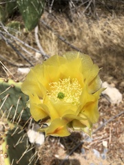 Opuntia chlorotica