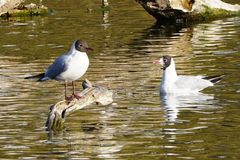Chroicocephalus ridibundus