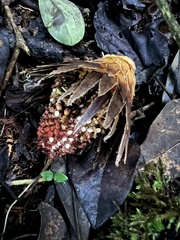 Langsdorffia hypogaea