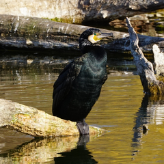Phalacrocorax carbo