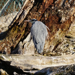 Ardea cinerea