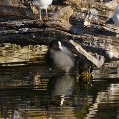 Fulica atra