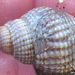 Channeled Basket Snail - Photo (c) Alison Young, some rights reserved (CC BY-NC), uploaded by Alison Young