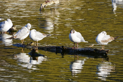 Chroicocephalus ridibundus