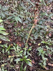 Prescottia stachyodes