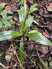 Prescottia stachyodes