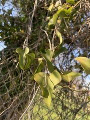 Smilax bona-nox