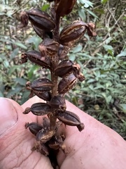 Prescottia stachyodes