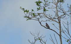 Patagioenas subvinacea