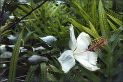 Hibiscus arnottianus