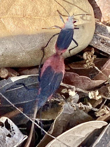 iNaturalist observation photo of Red-shouldered Bug