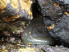 Anthopleura elegantissima