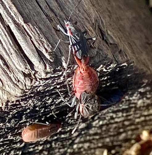 iNaturalist observation photo of Red-shouldered Bug