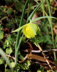 Calochortus pulchellus