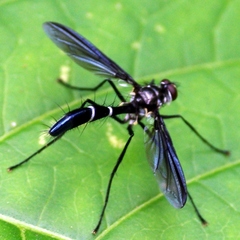 Cordyligaster