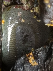 Anthopleura elegantissima