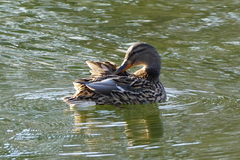 Anas platyrhynchos