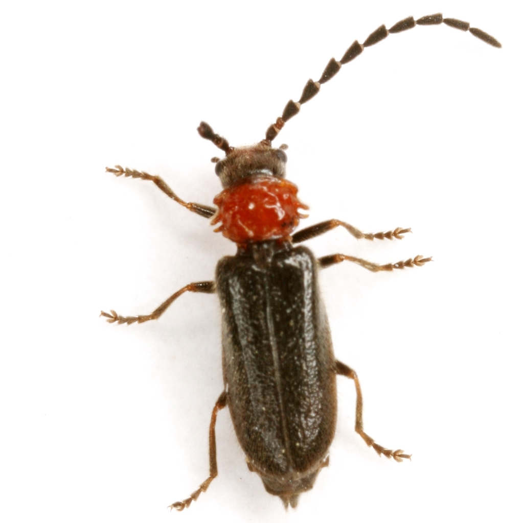 Ditemnus bidentatus