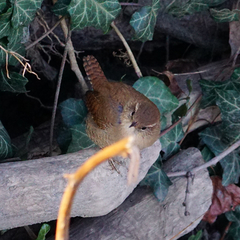 Troglodytes troglodytes