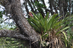 Aechmea aquilega