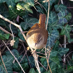 Troglodytes troglodytes