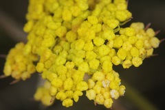 Cymopterus
