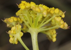 Cymopterus