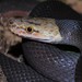 Brown Loreal Pitted Wolf Snake - Photo no rights reserved, uploaded by Marius Burger